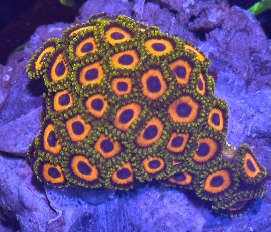 Eagle Eye Zoas