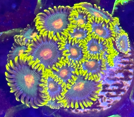 Zoa Frag