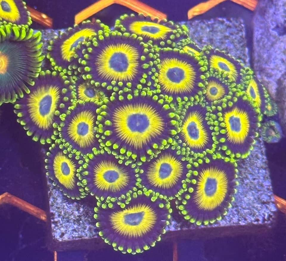 Scrambled Egg Zoas