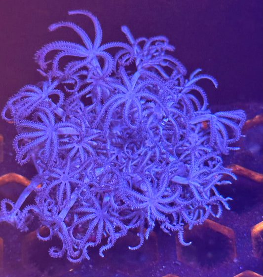 Purple Pulsing Xenia