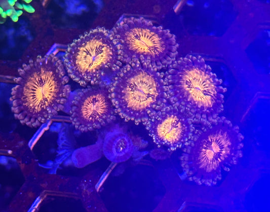 Zoa Frag