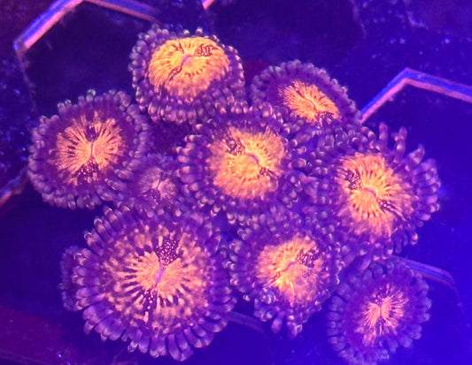 Zoa Frag