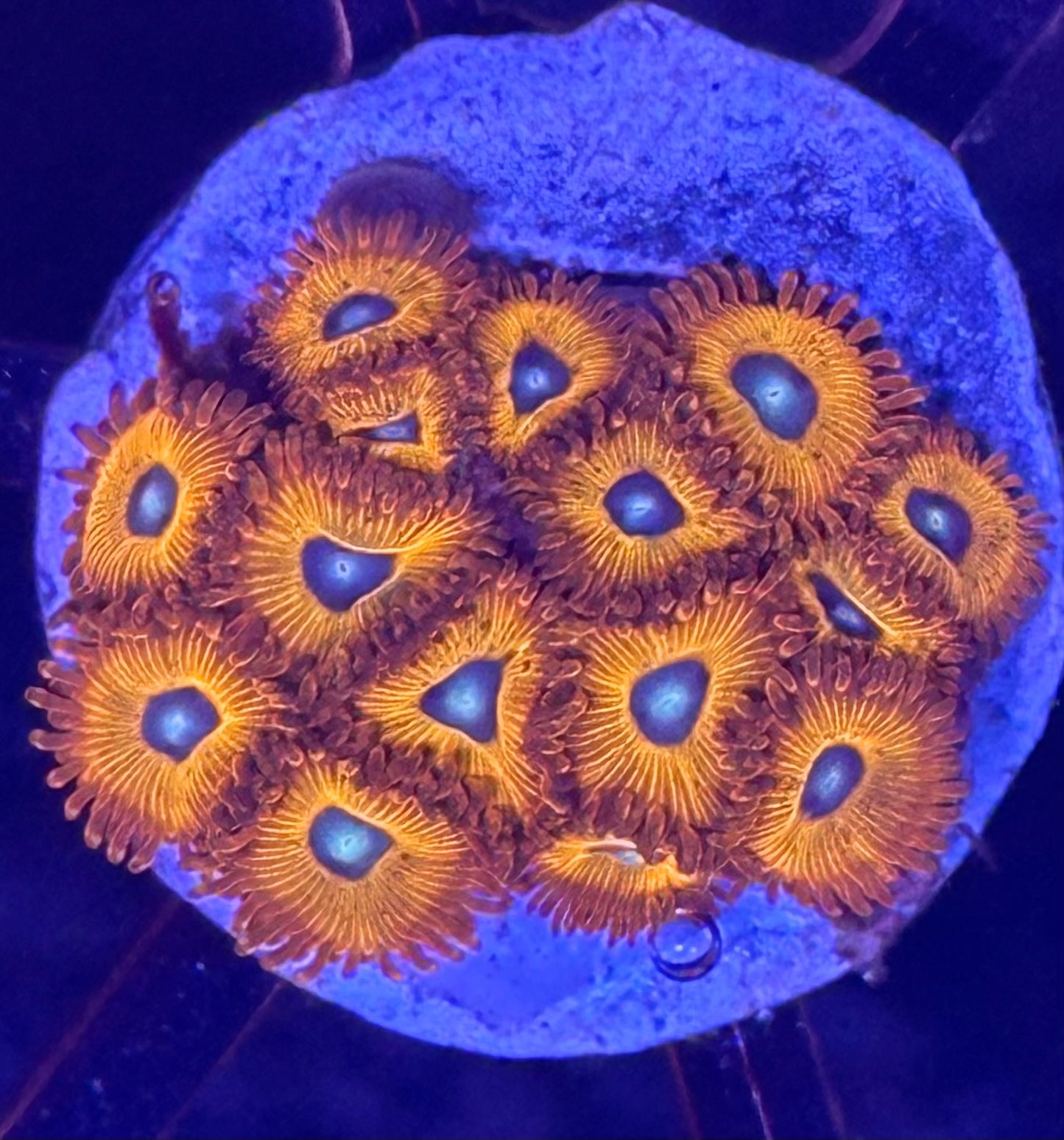 Charmander Zoas