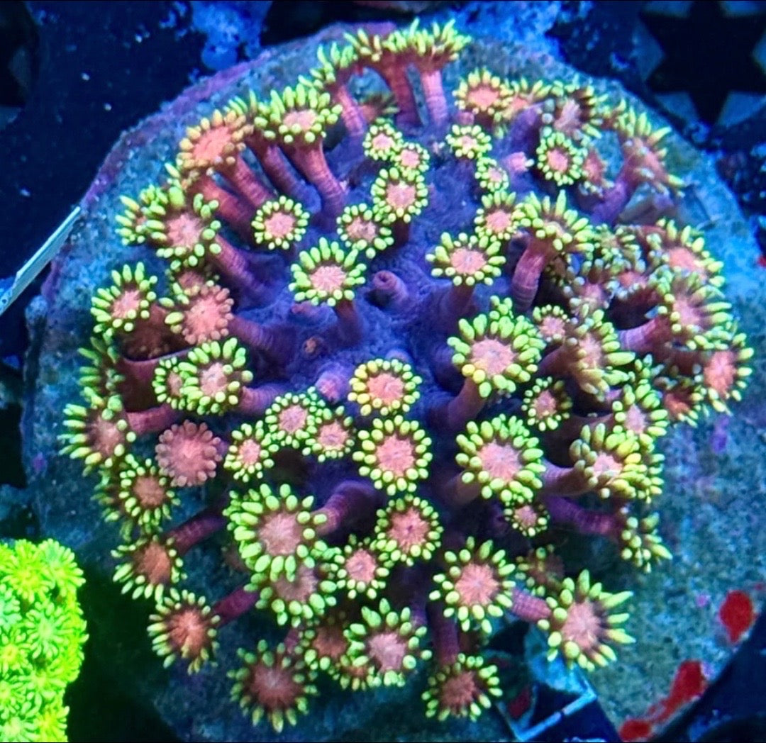 XL Ironman Goni Colony