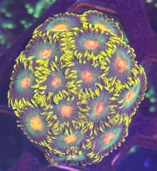 Zoa Frag