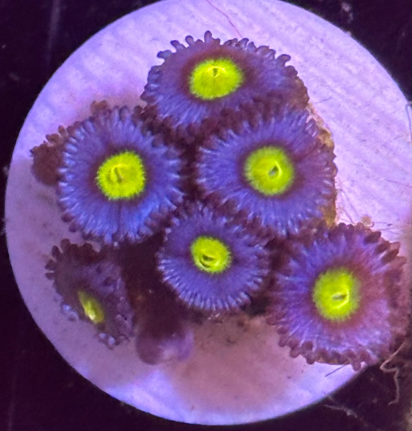 Large AOI Zoa Frag