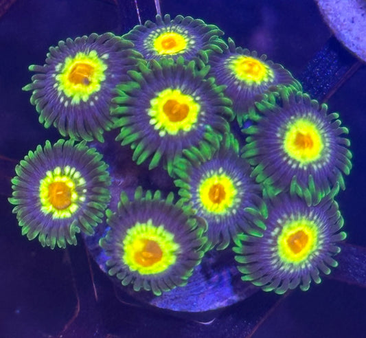 Stargazer Zoas