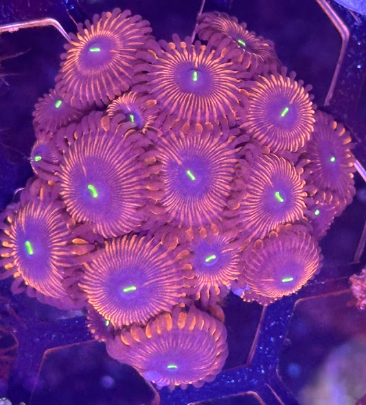 Zoa Frag