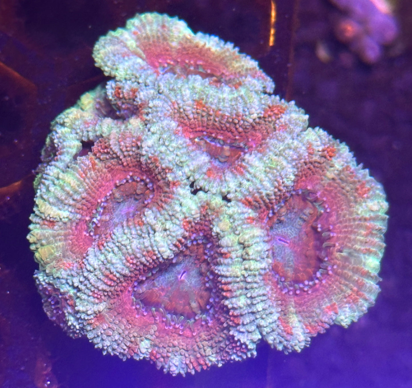 Rainbow Acans