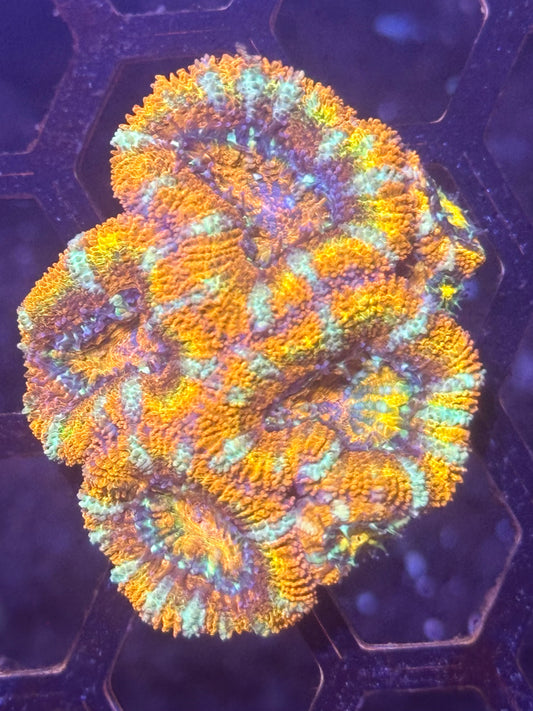 Rainbow Acan